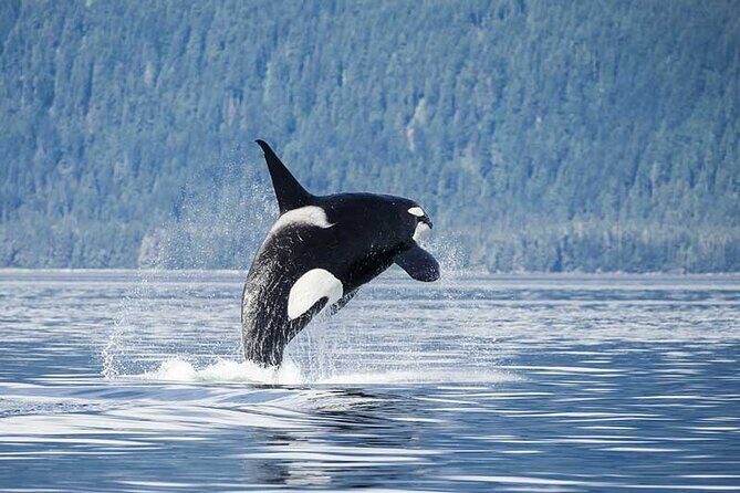 Juneau Whale Watch Adventure - Who Will Love This Tour?