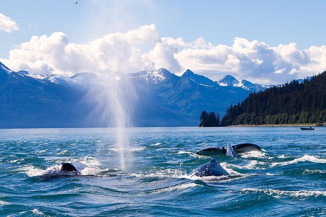 Juneau Whale Watching Adventure - Practical Details and Recommendations