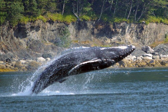 Juneau Whale Watching Adventure - Authentic Encounters and Real Experiences