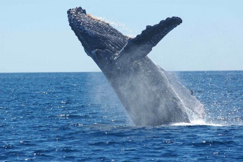 Juneau: Whale Watching and Mendenhall Glacier Day Trip - Key Points