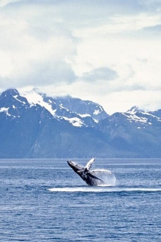 Juneau: Whale Watching and Mendenhall Glacier Day Trip - An In-Depth Look at the Juneau Whale Watching and Glacier Tour