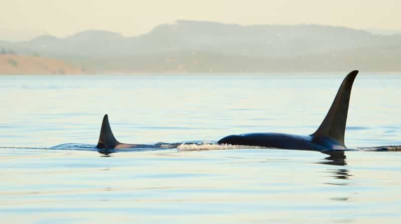 Juneau: Whale Watching and Mendenhall Glacier Day Trip - FAQs
