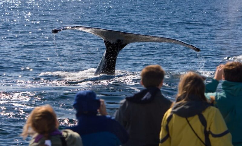 Juneau: Whale Watching and Wildlife Cruise with Local Guide - Who Should Book This Tour?