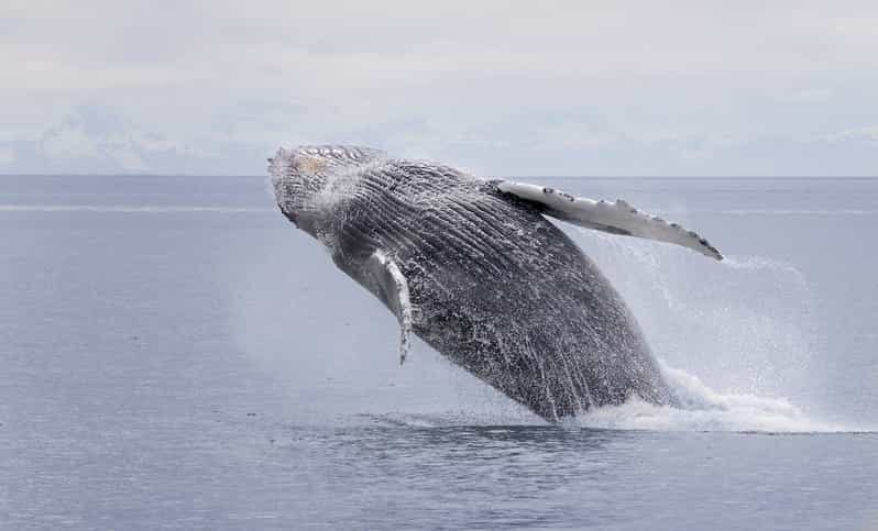 Juneau: Whale Watching and Wildlife Cruise with Local Guide - FAQ
