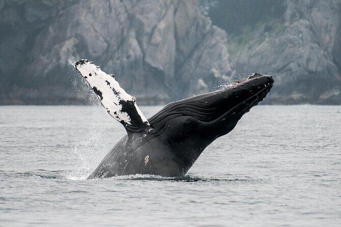 Juneau Wildlife Whale Watching - An In-Depth Look at the Juneau Whale Watching Experience