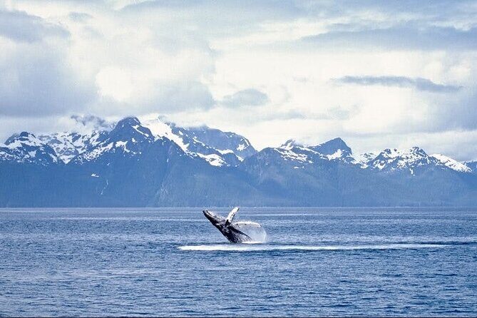 Juneau Wildlife Whale Watching - Who Should Consider This Tour?