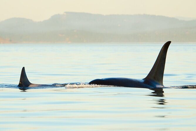 Juneau Wildlife Whale Watching - The Sum Up: Is It Worth It?