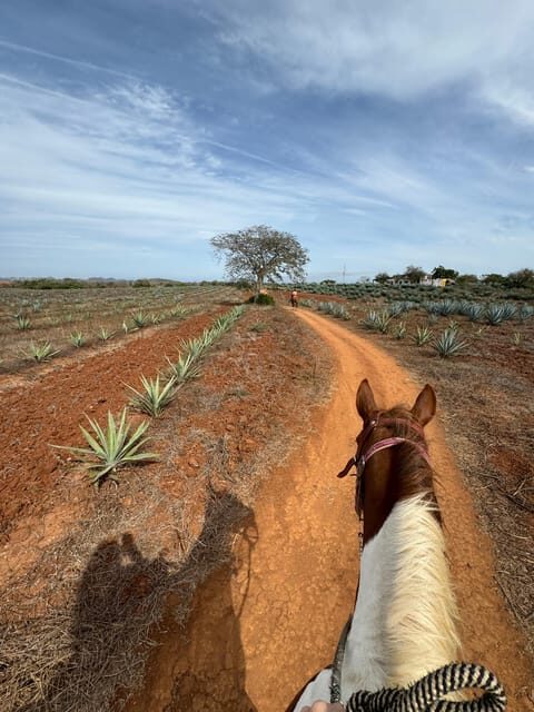 Jungle and beach horseback ride + lunch + mezcal - What To Keep in Mind