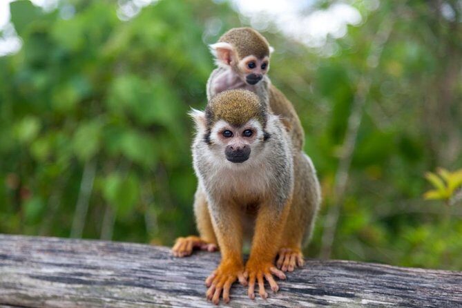 Jungle Buggies and Monkeyland from Punta Cana - Final Thoughts