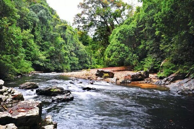 Jungle Odyssey: Unleash Your Adventure in Taman Negara! - The Sum Up: A Genuine Rainforest Experience in Taman Negara
