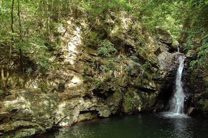 Jungle River Trek: private tour in Yanbaru, north Okinawa - Exploring Okinawa’s North: A Nature Lover’s Dream