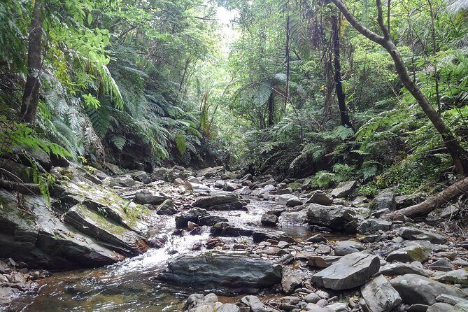 Jungle River Trek: private tour in Yanbaru, north Okinawa - Why This Tour Delivers Value