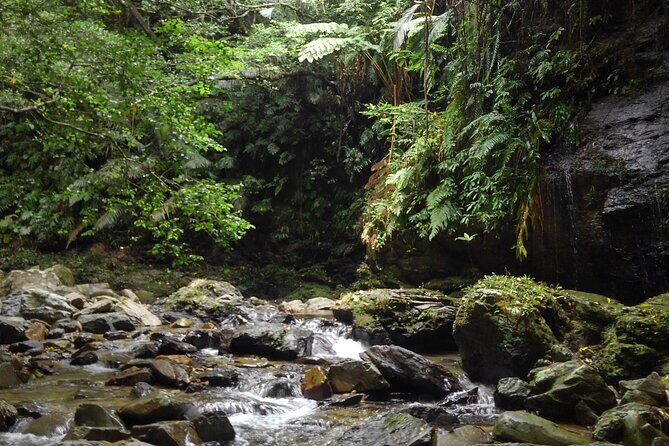 Jungle River Trek: private tour in Yanbaru, north Okinawa - Final Thoughts