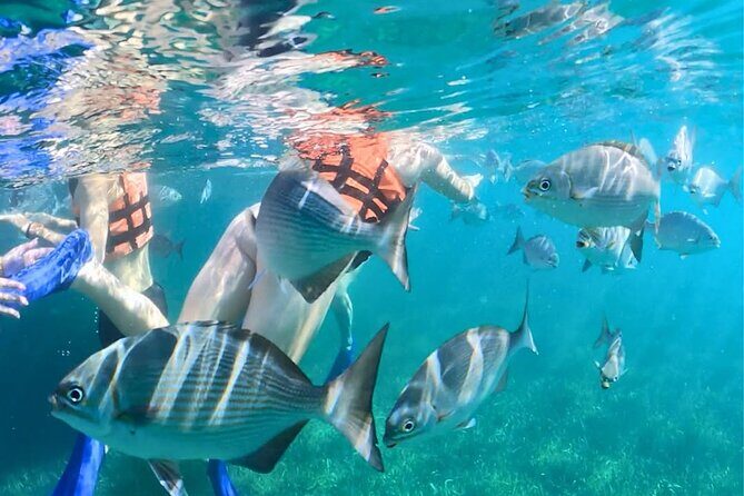 Jungle Speedboat, Mayan Show and Snorkeling Combo - The Practical Side