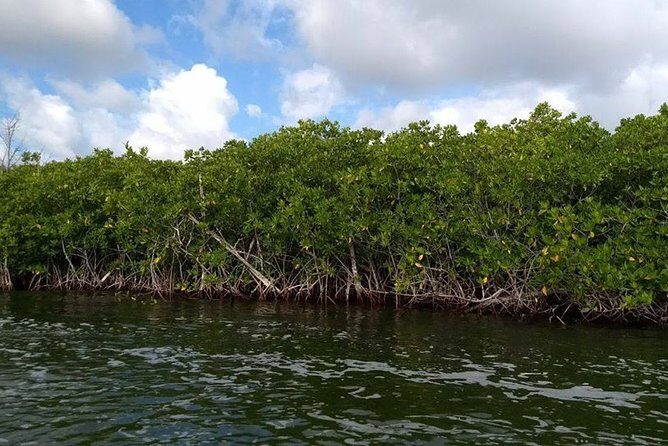 Jungle Tour . Lagoon, Mangrooves & Snorkel for Couples - The Sum Up