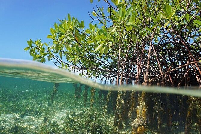 Jungle Tour Single (speed boat + snorkel ) in Cancun - The Sum Up