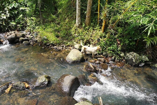 Jungle Trekking at Mt. Batukaru, scenic Waterfall & village life - Soaking in Hot Springs & Visiting Waterfalls