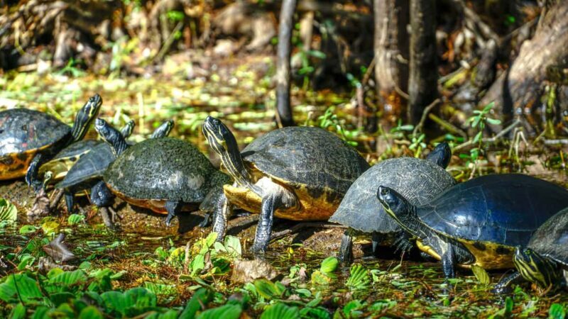 Jupiter: Wild and Scenic Loxahatchee River Kayak Tour - FAQ