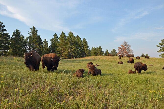 Just You & Your Group: Rushmore, Custer State Park & Crazy Horse - Key Points