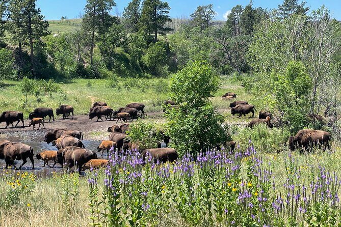 Just You & Your Group: Rushmore, Custer State Park & Crazy Horse - Who Should Consider This Tour?