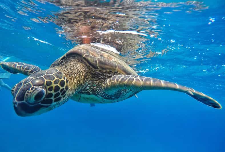 Ka'anapali Beach: Coral Reef Snorkel and Turtle Spotting - Who Should Book This Tour?