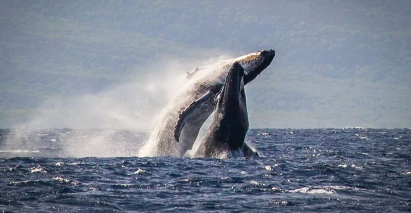 Kaanapali: Whale Watching Cruise with Open Bar - An In-Depth Look at the Whale Watching Experience