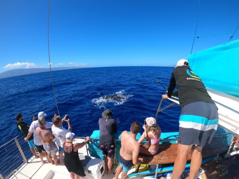 Kaanapali: Whale Watching Cruise with Open Bar - Who Is This Tour Best Suited For?