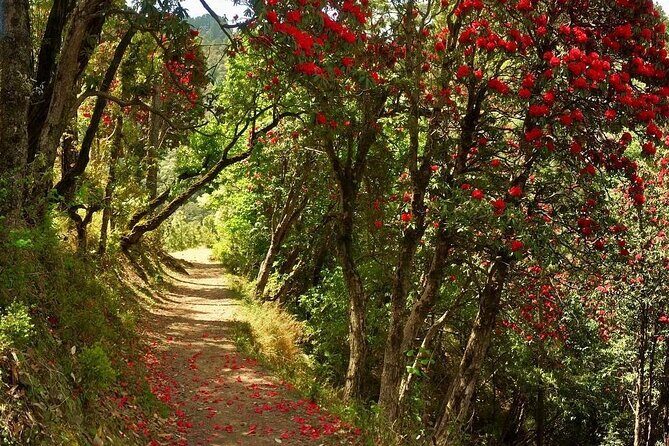 Kaflani Day Hike - Mussoorie - Authentic Reviews and What Travelers Say