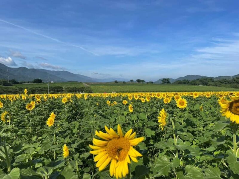 Kagawa: Manno Town Sunflower Fields E-Bike Rental - Who Is This Tour Best For?
