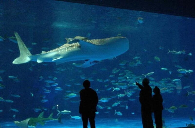 Kagoshima Aquarium Admission Ticket - Practical Details and Visitor Experience