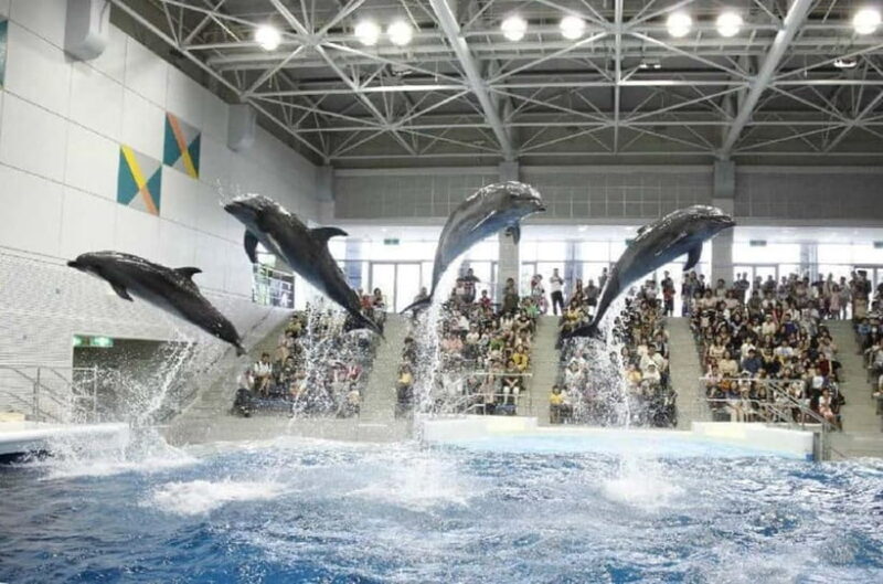 Kagoshima Aquarium Admission Ticket - FAQ