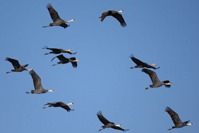 Kagoshima Crane Watching Tour (Nov. - Feb.) - An In-Depth Look at the Tour Experience