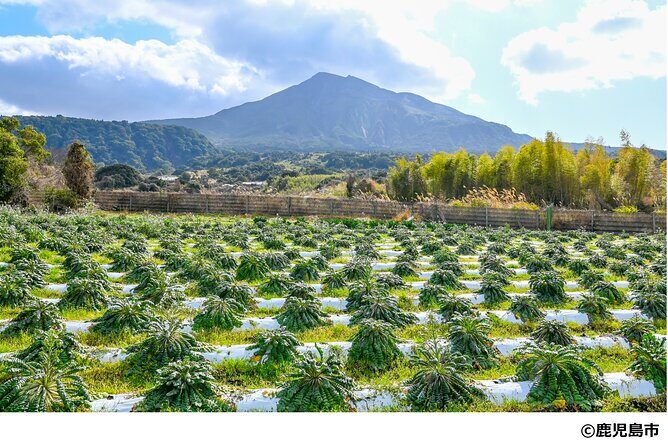 Kagoshima Nature and Food Culture Private Tour - Who Would Love This Tour?