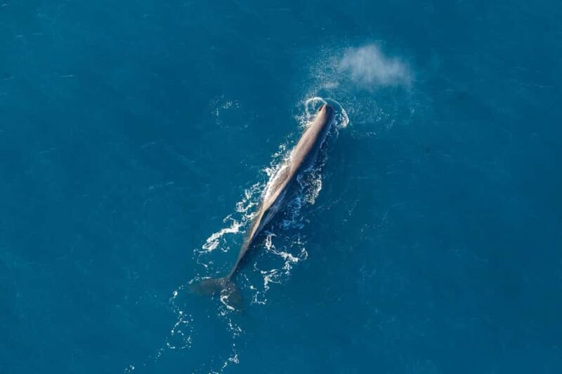Kaikoura: 1-Hour Whale Watching Helicopter Tour - What to Expect on the Kaikoura Helicopter Tour