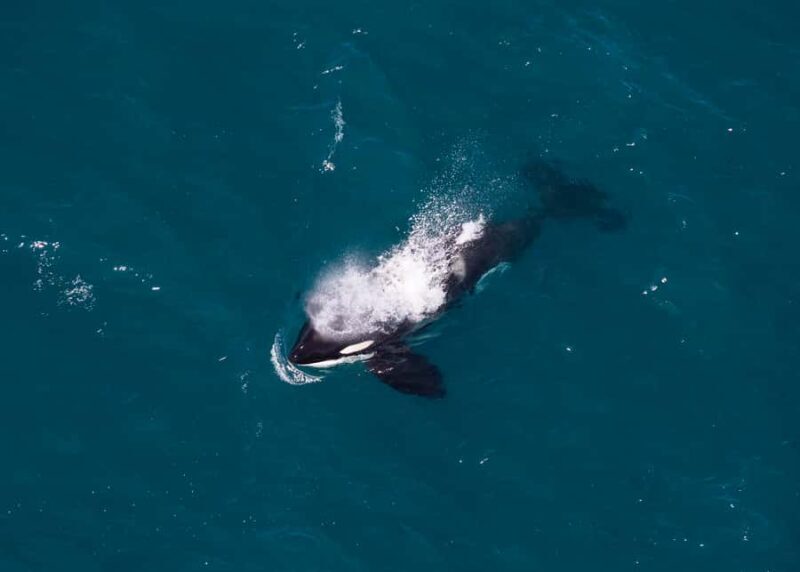 Kaikoura: 1-Hour Whale Watching Helicopter Tour - Why This Tour Might Be Worth It