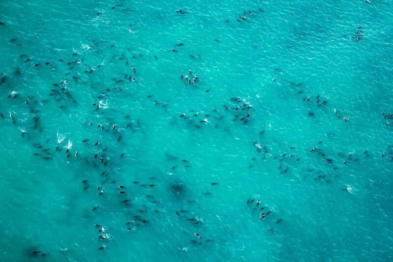 Kaikoura: 1-Hour Whale Watching Helicopter Tour - FAQ