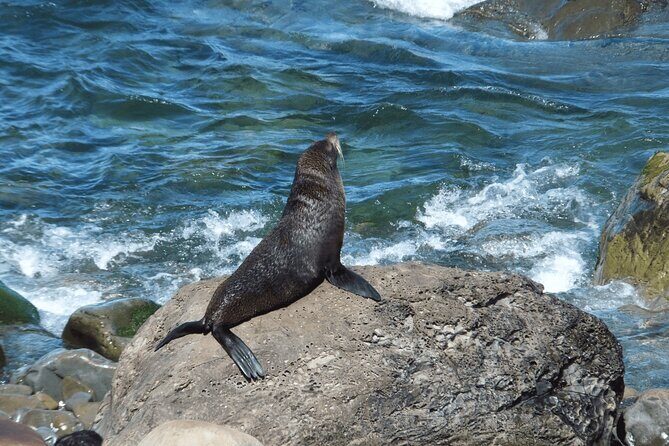 Kaikoura Day Trip including Whale Watch from Christchurch - In-Depth Look at the Kaikoura Day Trip