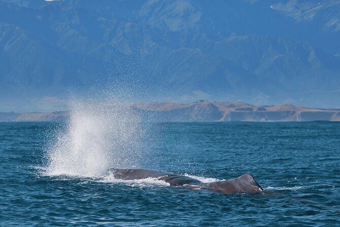Kaikoura Day Trip including Whale Watch from Christchurch - FAQ