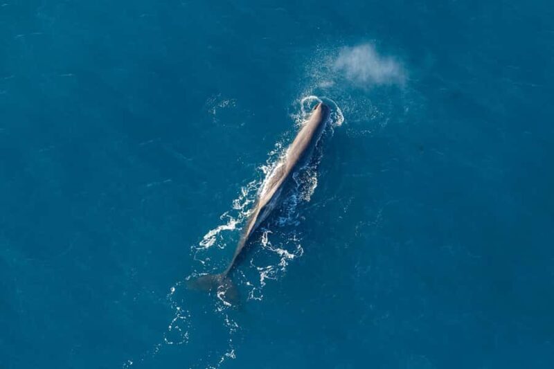 Kaikoura: Extended Flight Whale Watching & Mountain Tour - Key Points