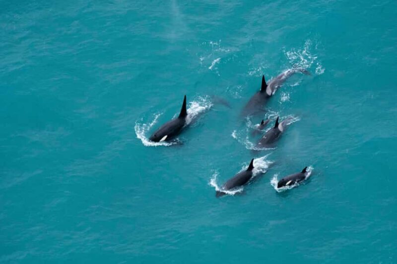 Kaikoura: Extended Flight Whale Watching & Mountain Tour - What the Reviews Say