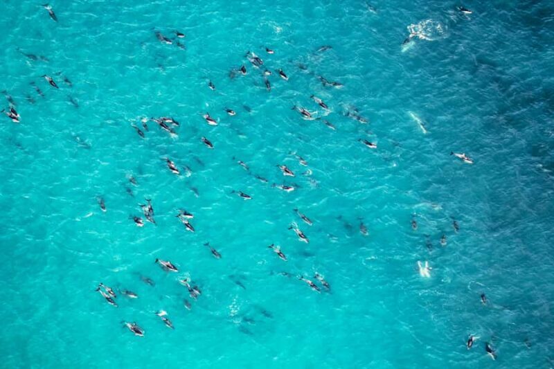 Kaikoura: Extended Flight Whale Watching & Mountain Tour - Final Thoughts: Who Should Consider This Tour?