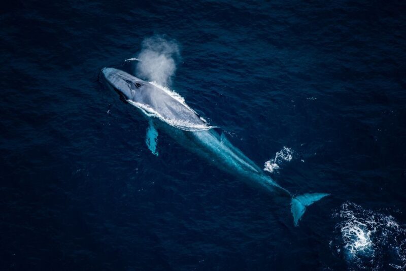 Kaikoura: Extended Flight Whale Watching & Mountain Tour - Frequently Asked Questions