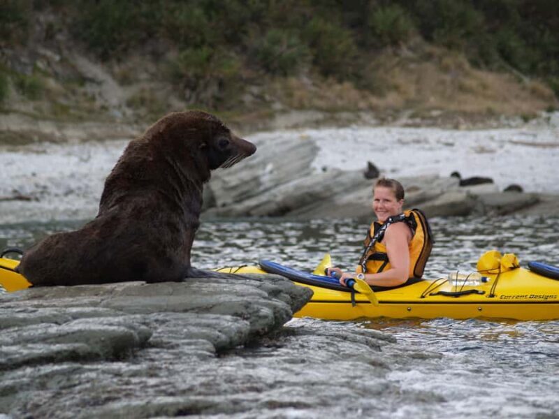 Kaikoura: Half-Day Wildlife Kayaking Tour - An Authentic Kayaking Adventure in Kaikoura