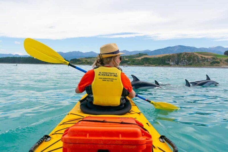 Kaikoura: Half-Day Wildlife Kayaking Tour - The Sum Up