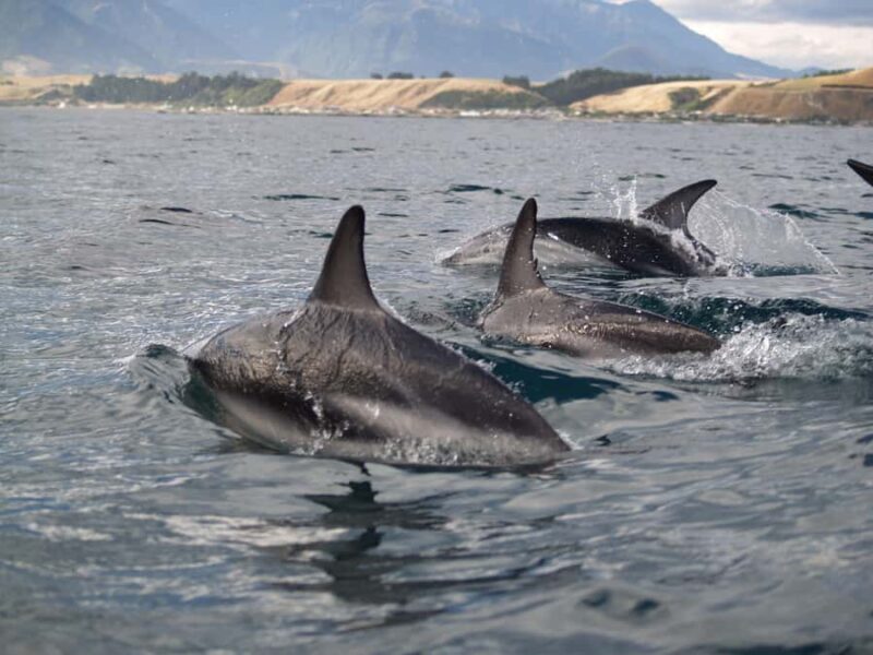 Kaikoura: Half-Day Wildlife Kayaking Tour - FAQ