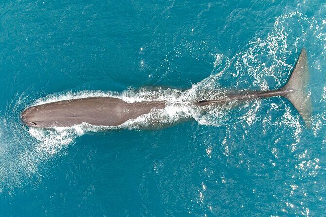 Kaikoura Helicopters Classic Whale Watch - Price, Value, and Booking Considerations