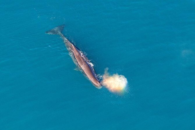 Kaikoura Helicopters Classic Whale Watch - Reviews and Authentic Feedback