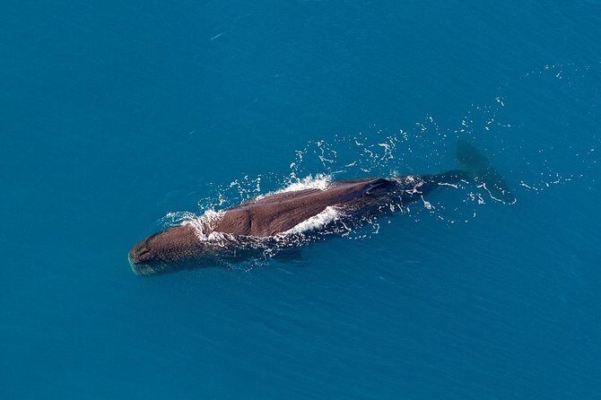Kaikoura Helicopters Classic Whale Watch - The Sum Up