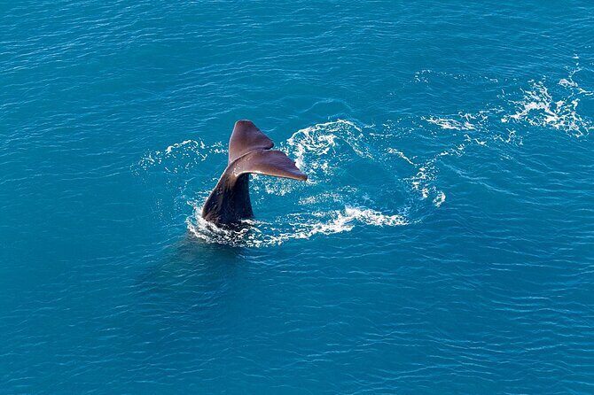 Kaikoura Helicopters Extended Whale Watch - Key Points
