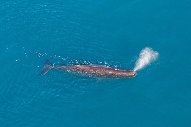 Kaikoura Helicopters Extended Whale Watch - An Introduction to the Kaikoura Whale Watching Experience